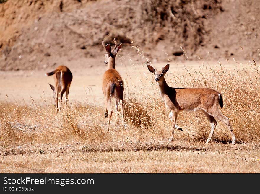 Fawn