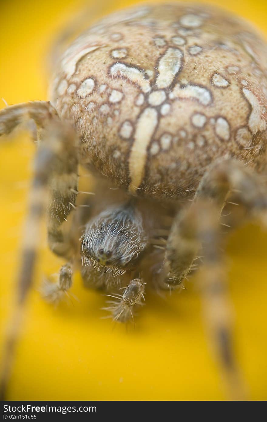 Cross spider on yellow background with hairy long legs