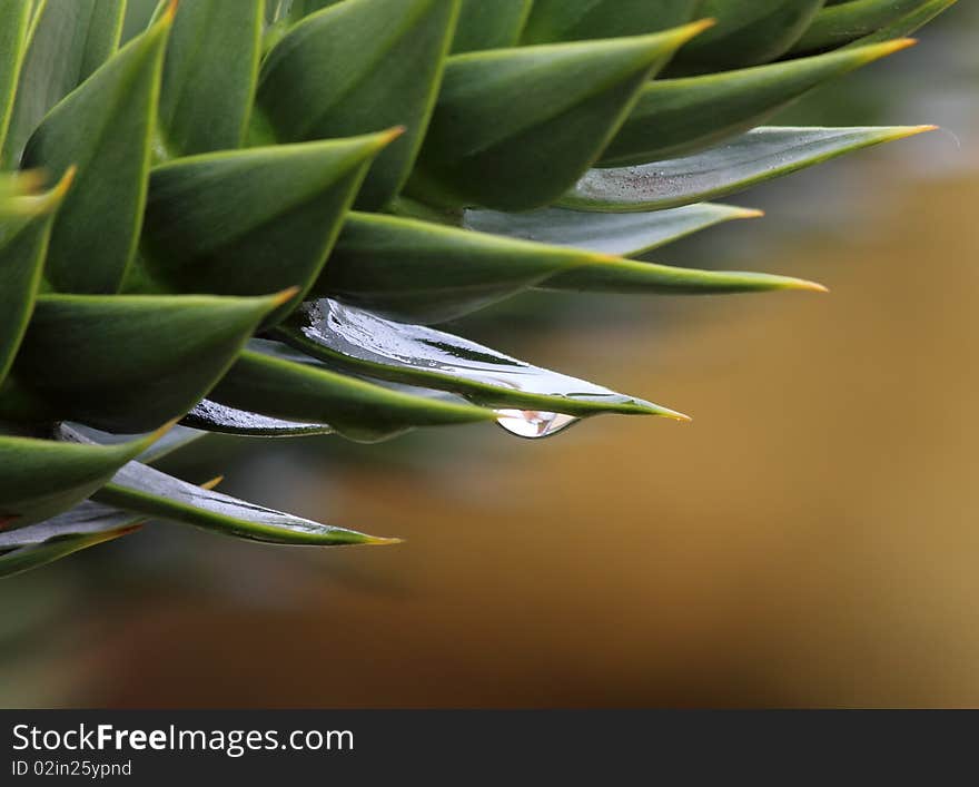 Cactus leaves drop of water after rain. Cactus leaves drop of water after rain.