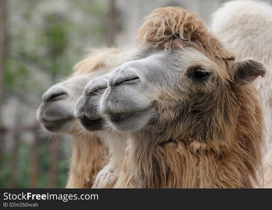 Three dromedaries looks in one direction. Three dromedaries looks in one direction.