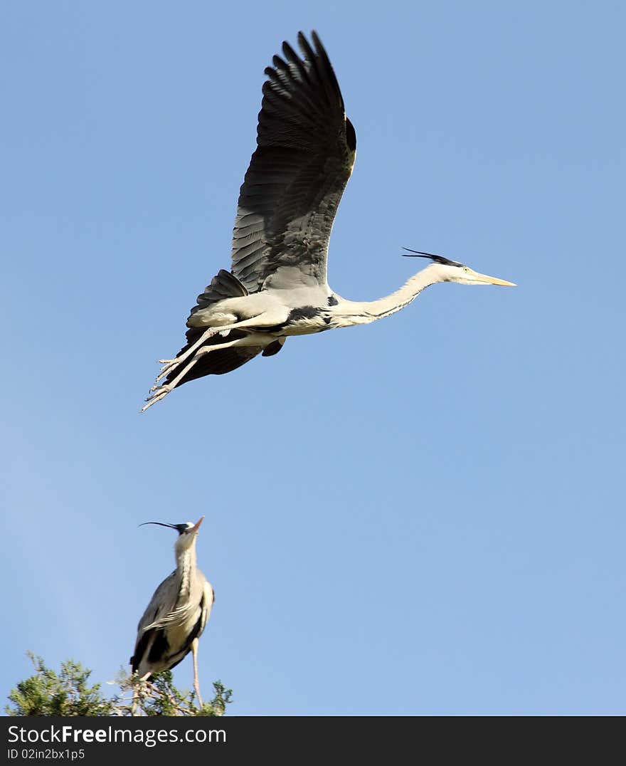 The Heron flies into the blue sky. The Heron flies into the blue sky.