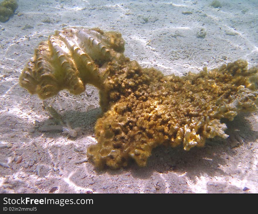 Yellow coral reef at the Red sea in Egypt, Africa