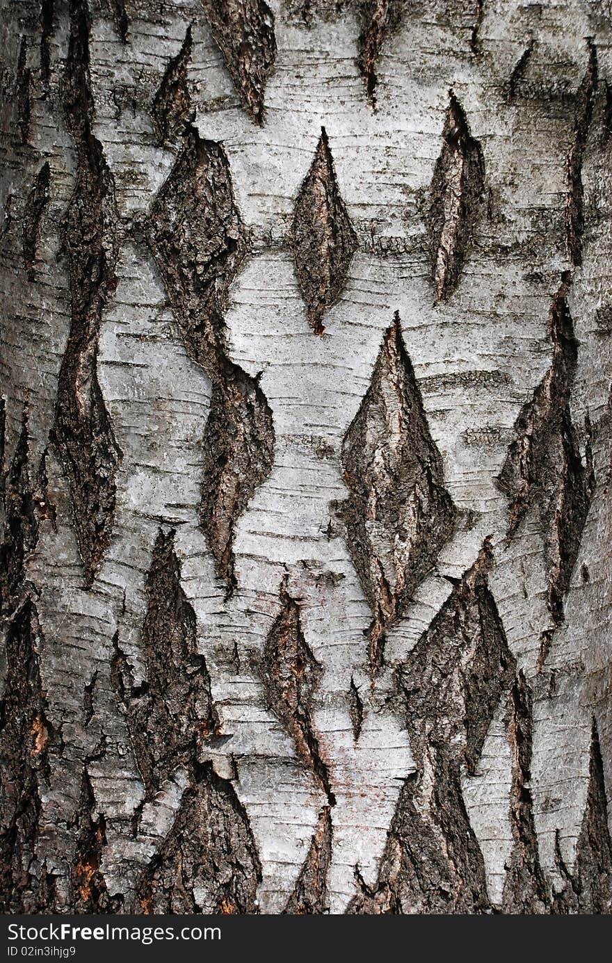 A close-up of an birch tree's bark. A close-up of an birch tree's bark