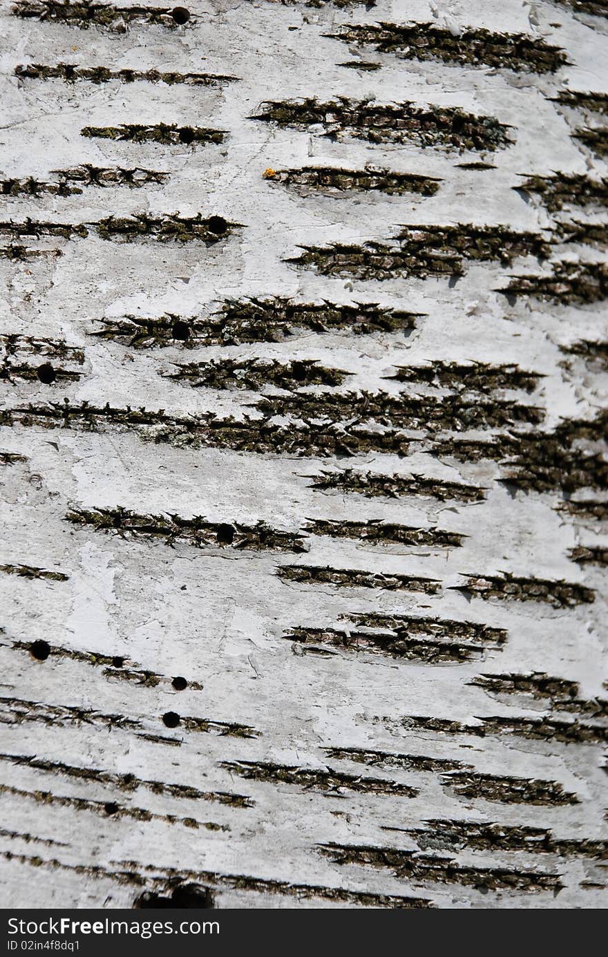 A close-up of an birch tree's bark. A close-up of an birch tree's bark