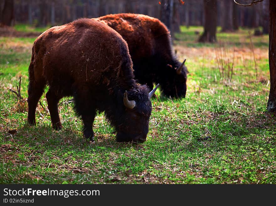 A family of bison in a national park