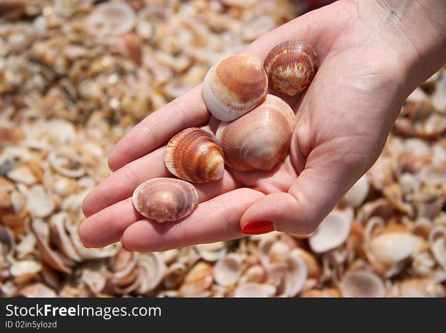 Women hand holding shells at the beach background