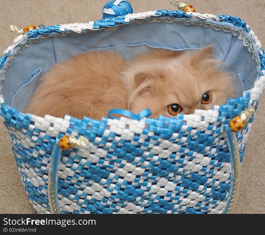 Persian cat hides into the bag