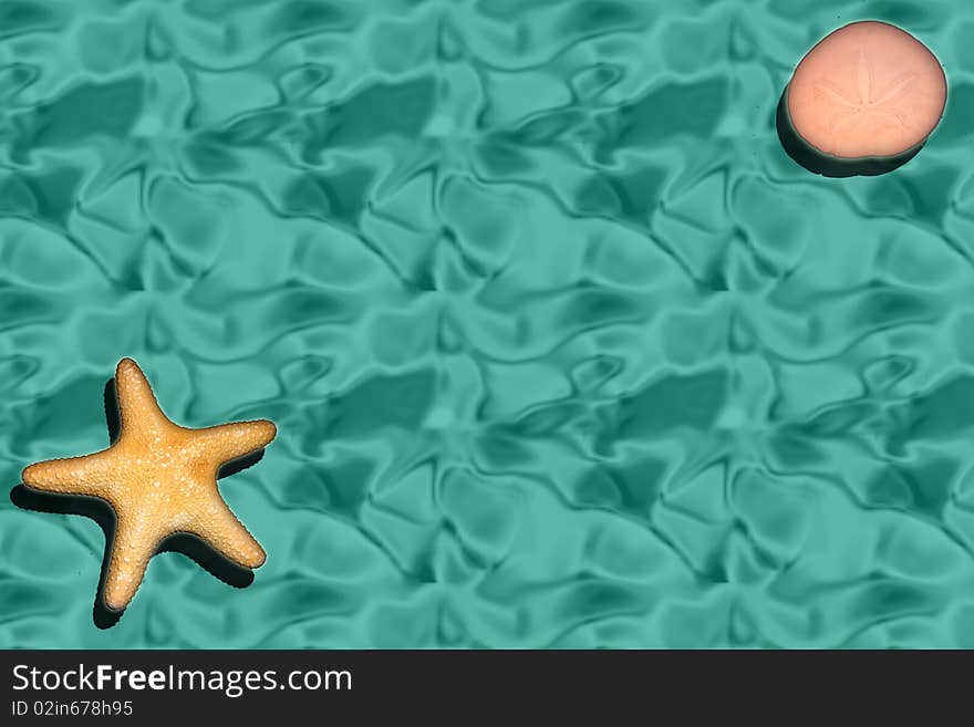 Starfish and Sanddollar on Water