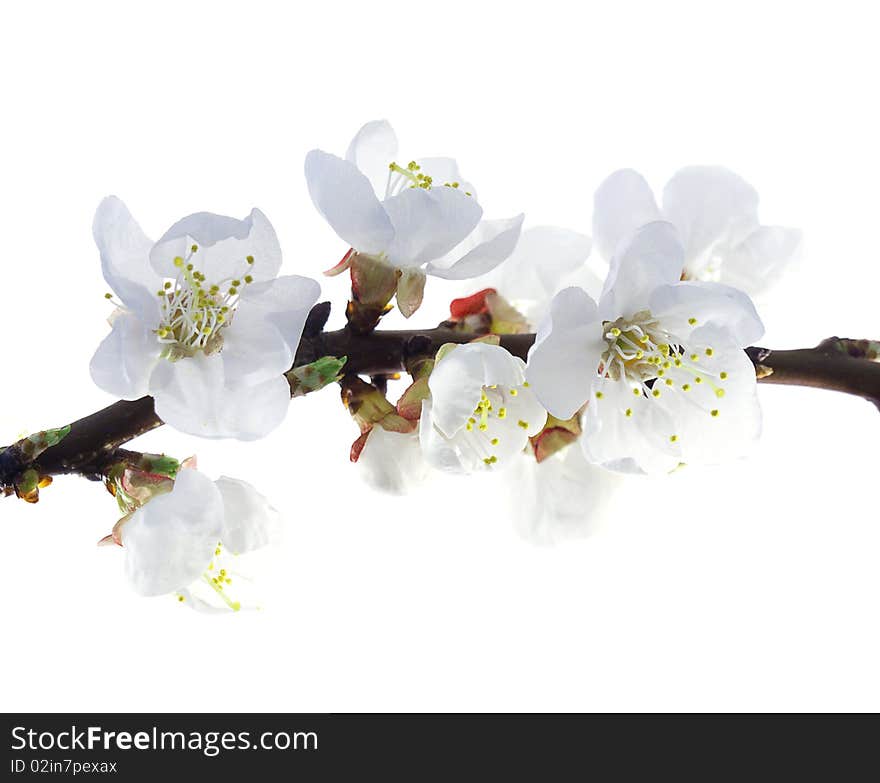 Plum-tree flowers on a white background