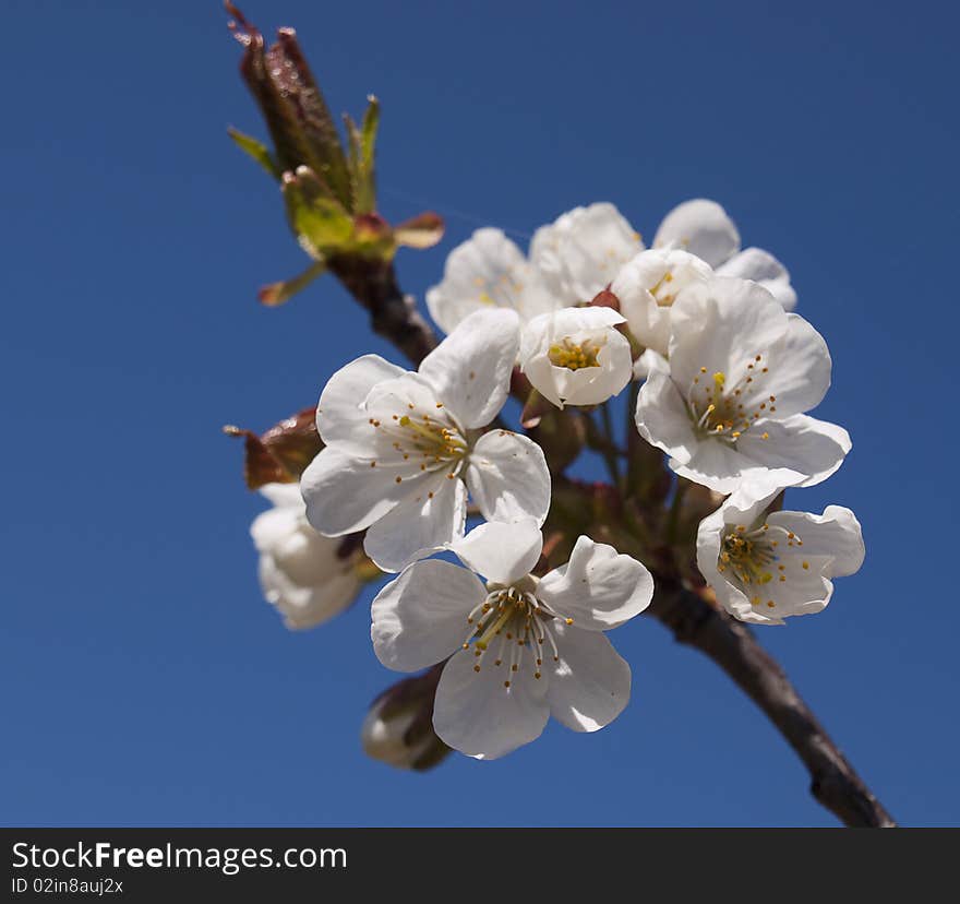 Cherry Blossoms