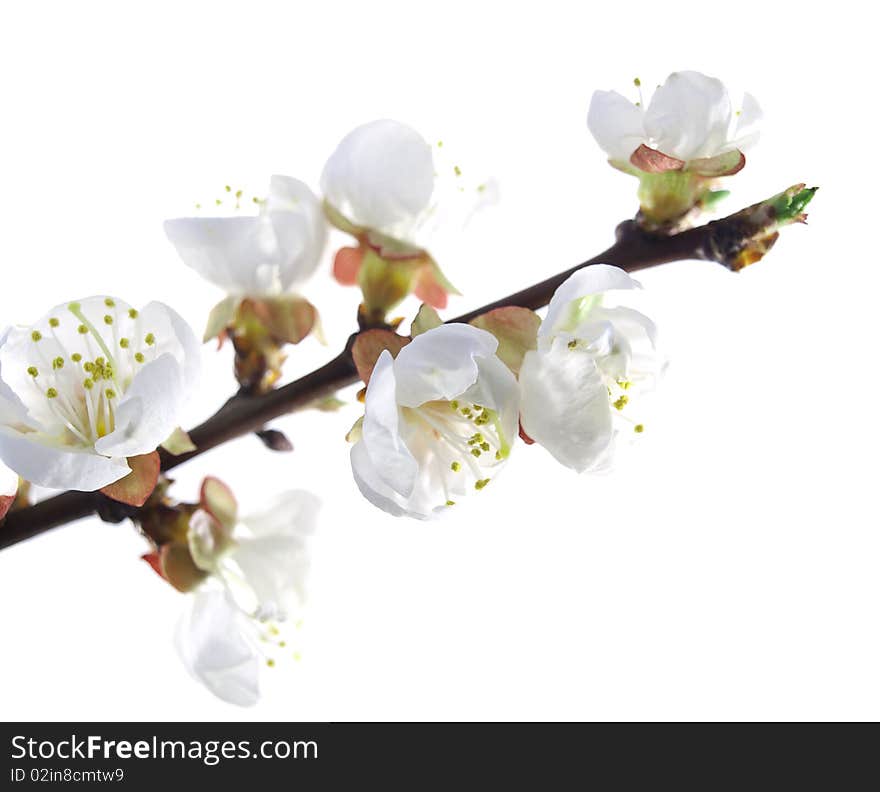 Plum-tree flowers on a white background