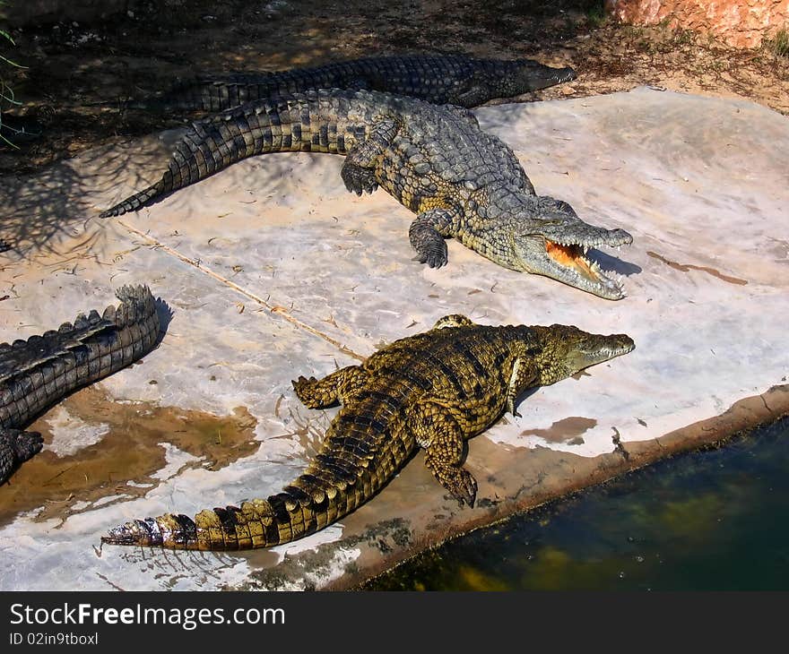 The Crocodiles On The Farm On Djerba Island, Tunis