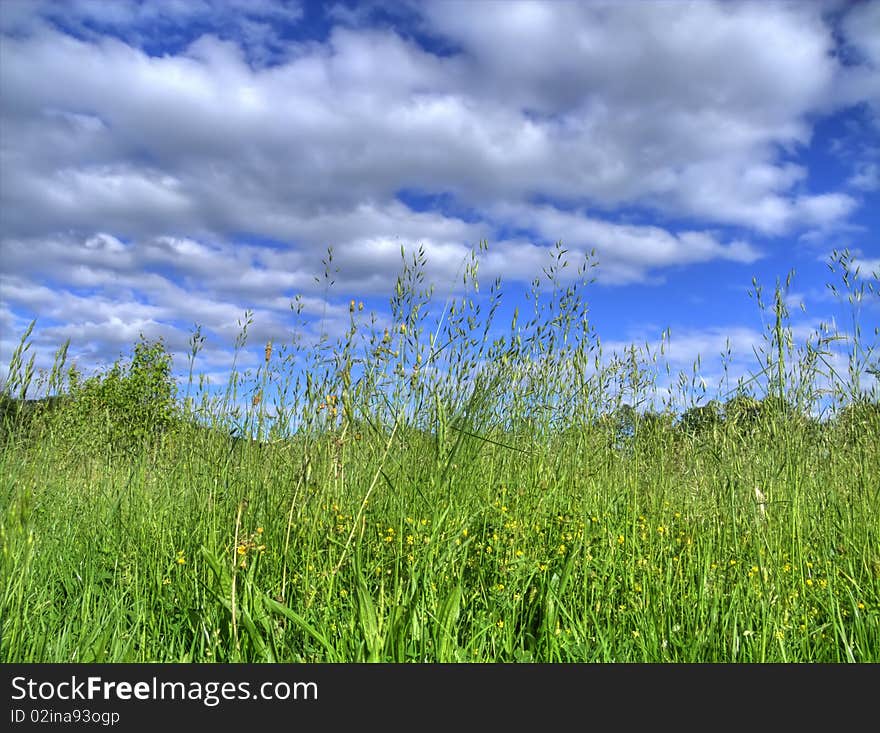 Lawn in spring,one great day.