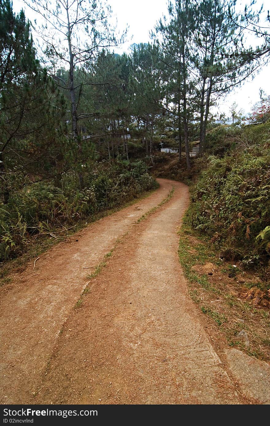 Pine Trees on a Country Pathway