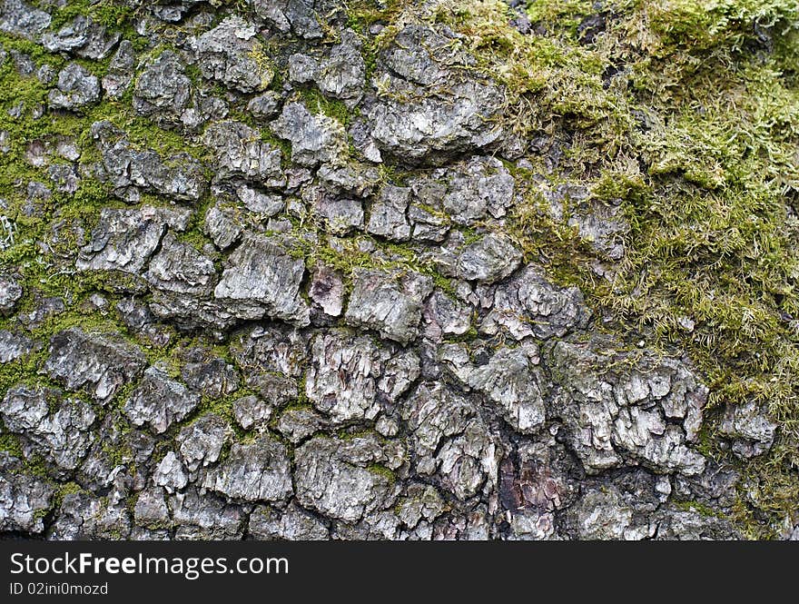 Rind of an old tree covered with green moss