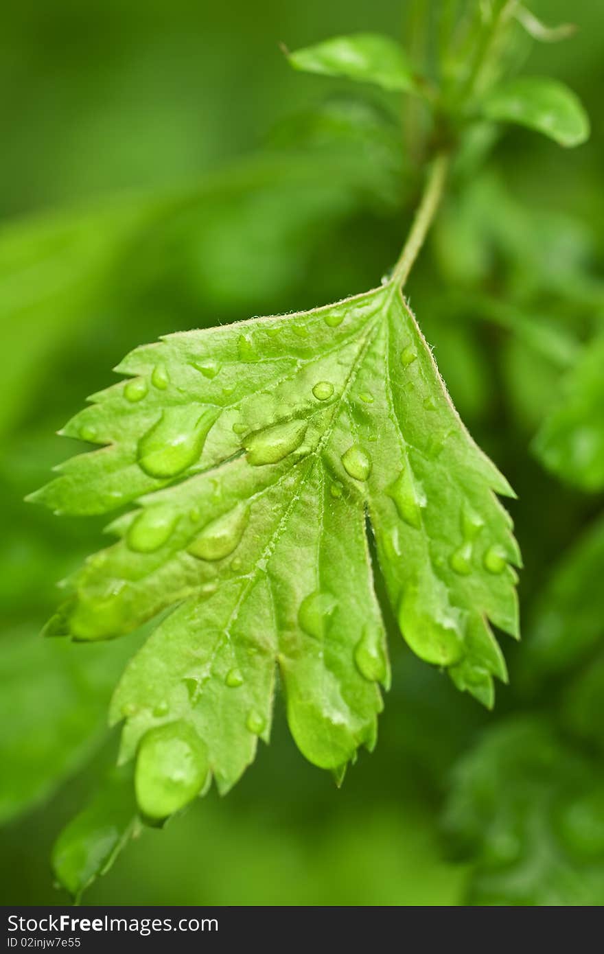 Close Up Uf a Green Leaf With Water Drops. Close Up Uf a Green Leaf With Water Drops