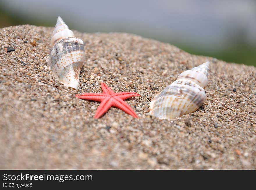 Sea stars on the beach between the two shells. Sea stars on the beach between the two shells