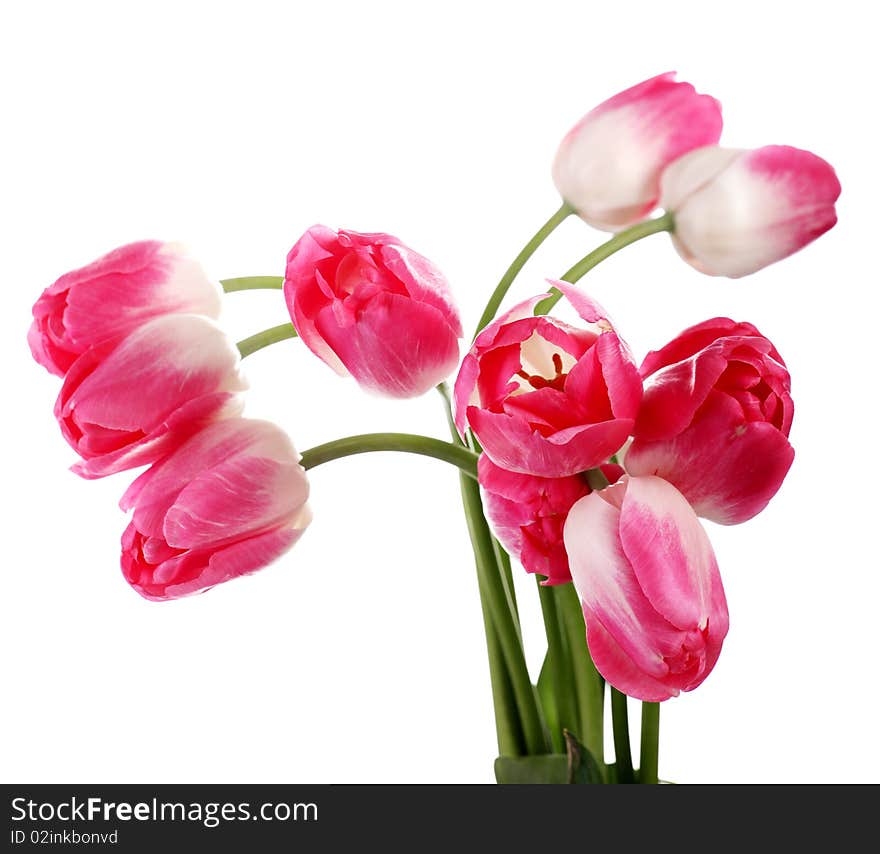 Beautiful fresh red tulips isolated at white bacground. Beautiful fresh red tulips isolated at white bacground