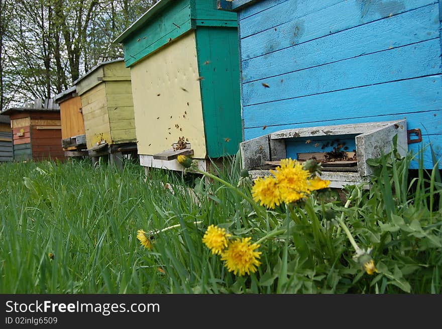 Beehives in springtime