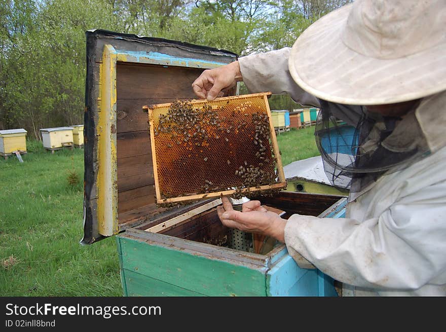 Beekeeper working in apiary in springtime