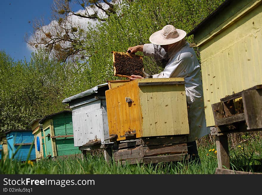 Beekeeper working in apiary in springtime