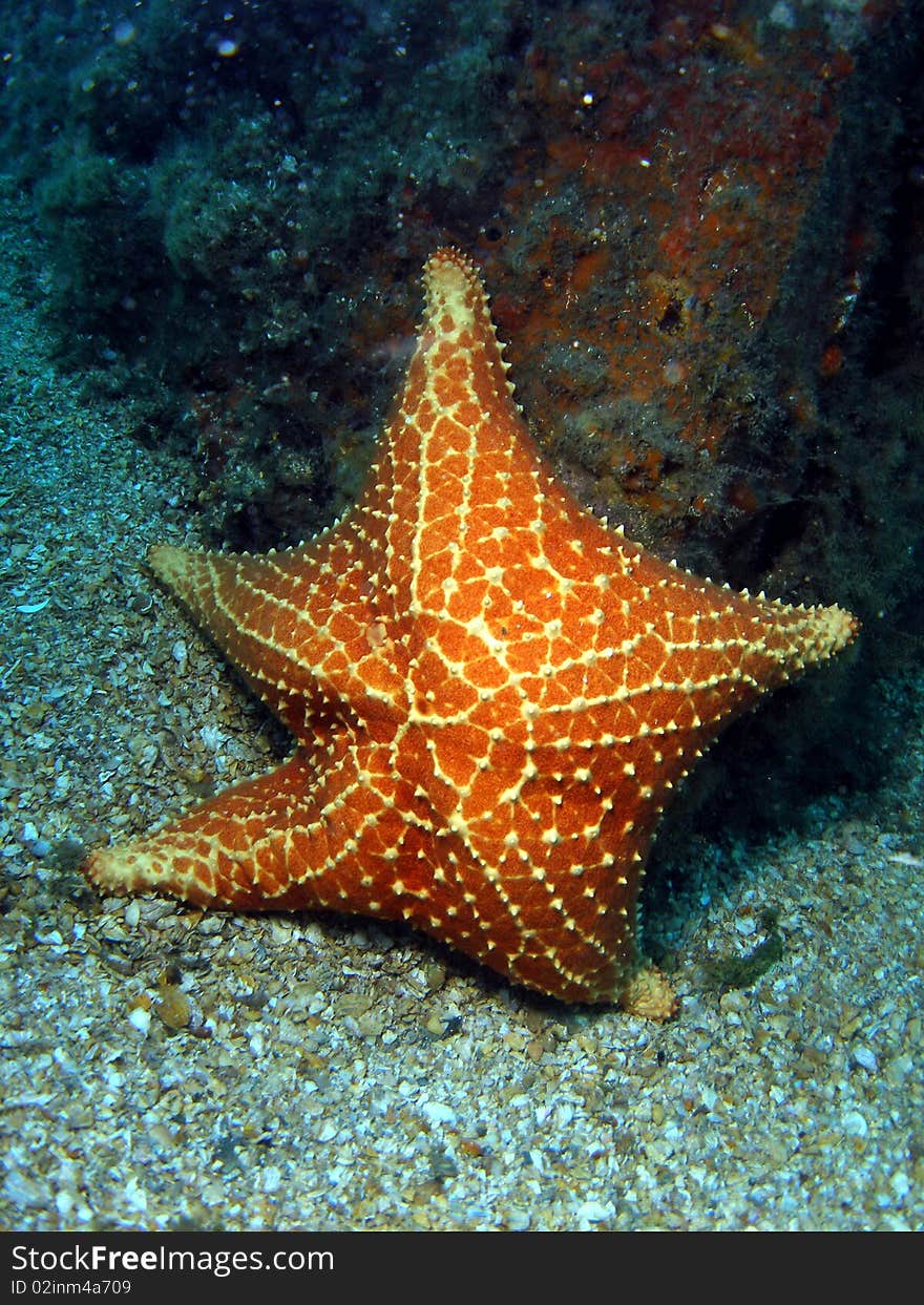 A starfish at the bottom at the Blue Heron Bridge pylon.