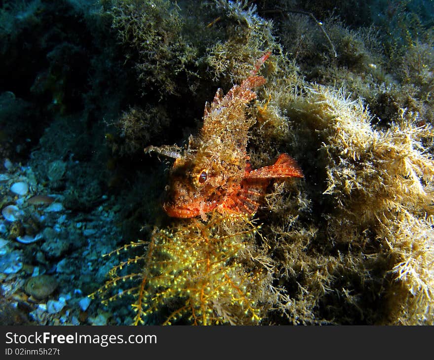 Scorpionfish hiding in some sea weed at Blue Heron Bridge in South Florida