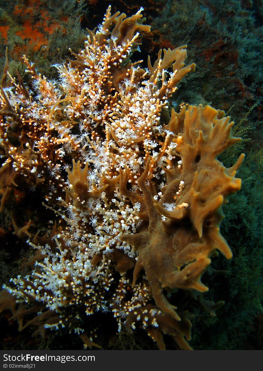 Beautiful brown coral with white coral at the bottom at the Blue Heron in south Florida. Beautiful brown coral with white coral at the bottom at the Blue Heron in south Florida.