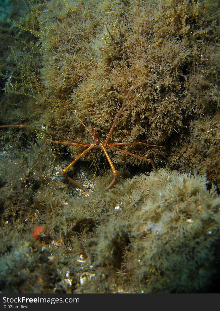 Arrow Crab