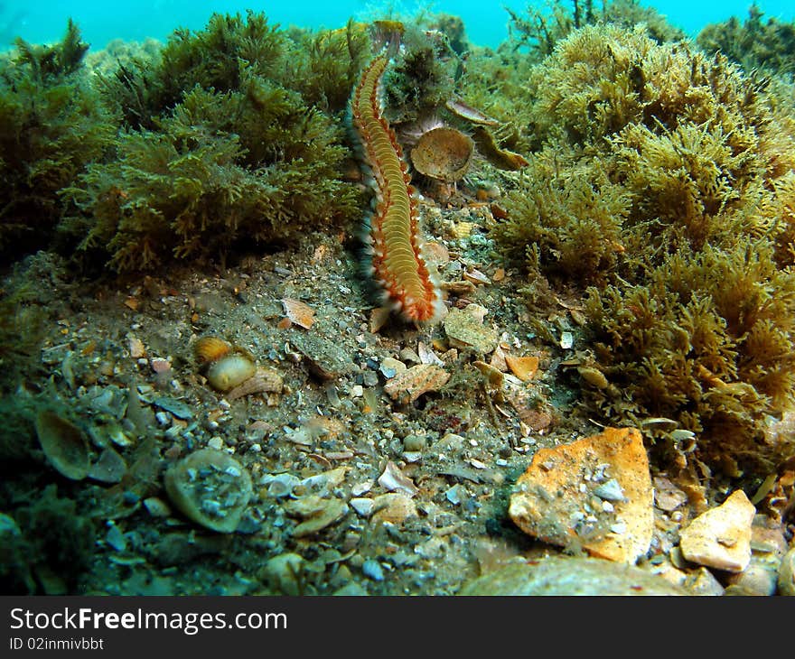 Bearded fireworm at the bottom at the Blue Heron in south Florida.