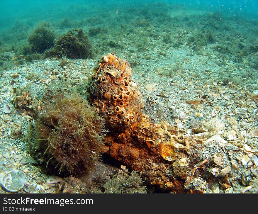 Coral Mound