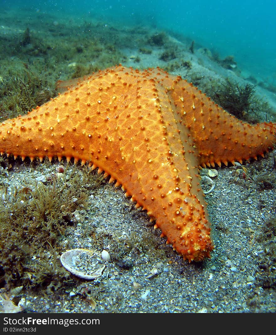 A starfish at the bottom at the Blue Heron in south Florida.