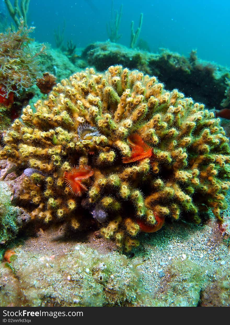 Split-crown feather dusters on some coral at 18 feet of water off the coast of south Florida. south Florida.