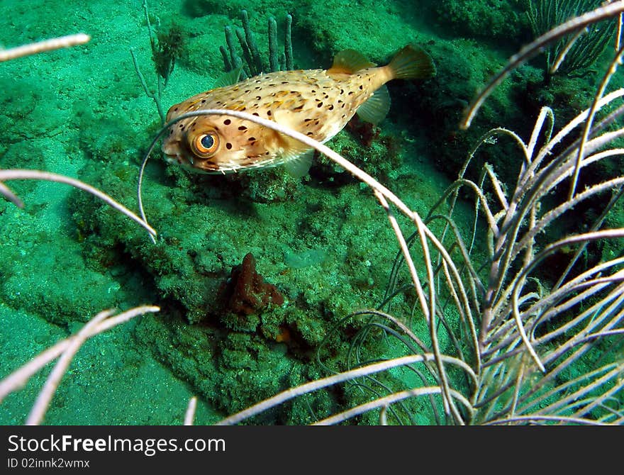 A close-up of a balloonfish in 18 feet of water off the coast of south Florida. south Florida.