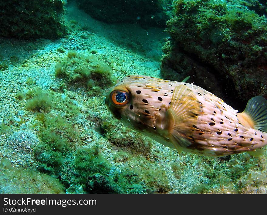 A close-up of a balloonfish in 18 feet of water off the coast of south Florida. south Florida.