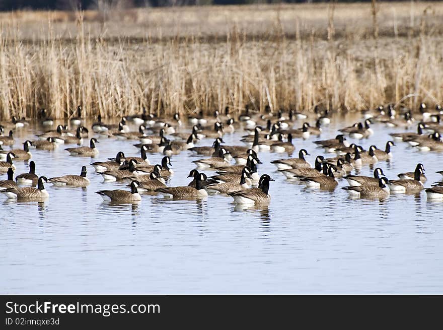 Spring. Wild geese are resting on the lake after a long flight from the African continent. Spring. Wild geese are resting on the lake after a long flight from the African continent.