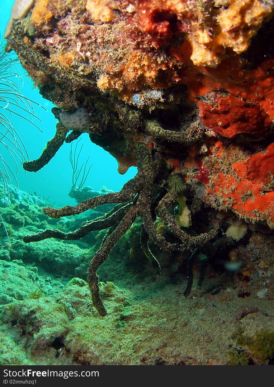 Coral Mound Formation