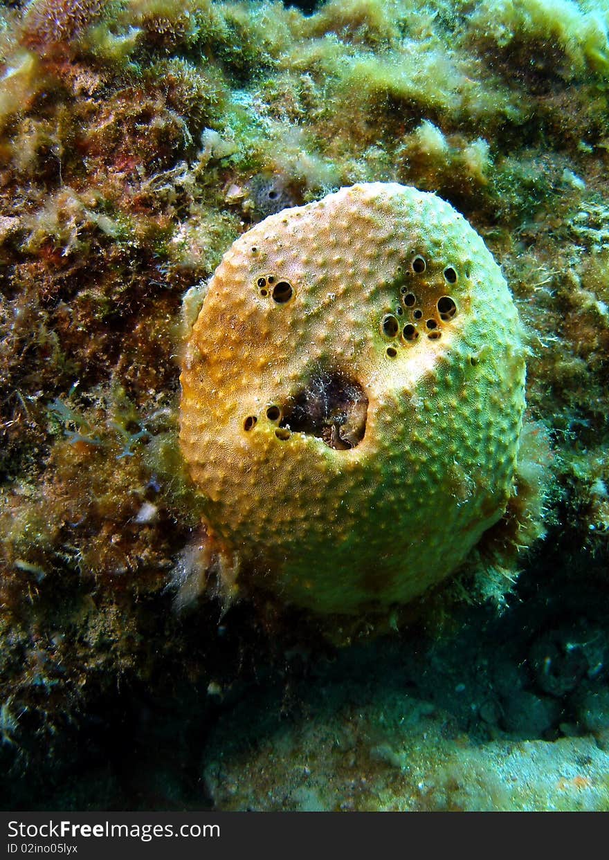 Smiley coral at 18 feet of water off the coast of south Florida. south Florida.