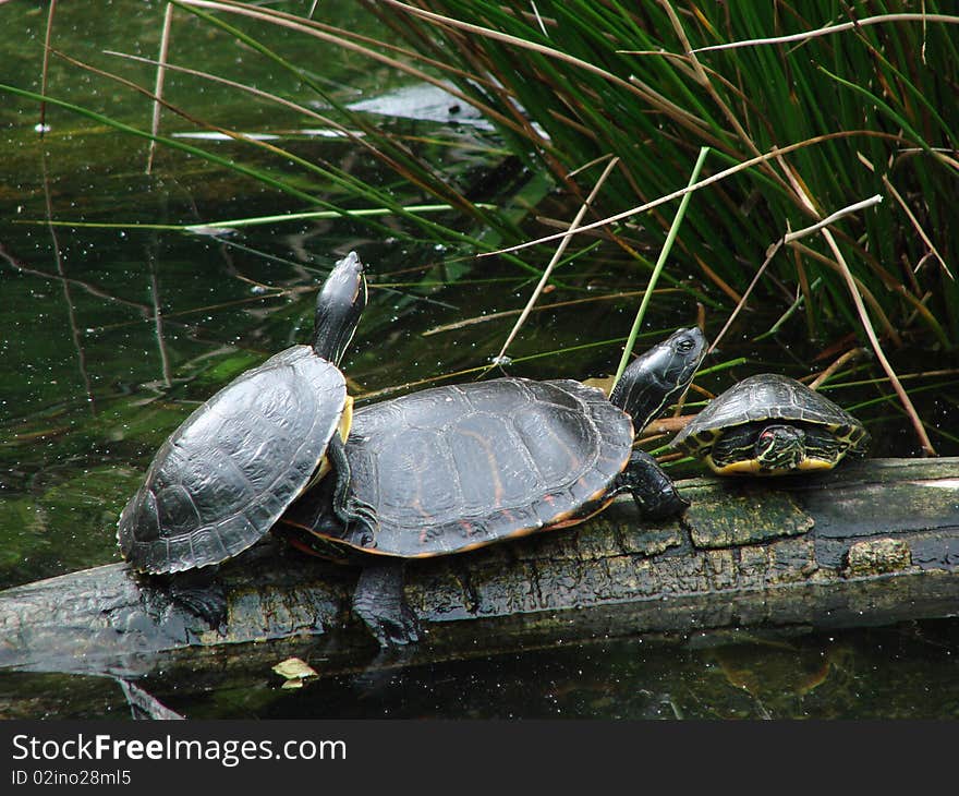 Turtles on a log in a pond