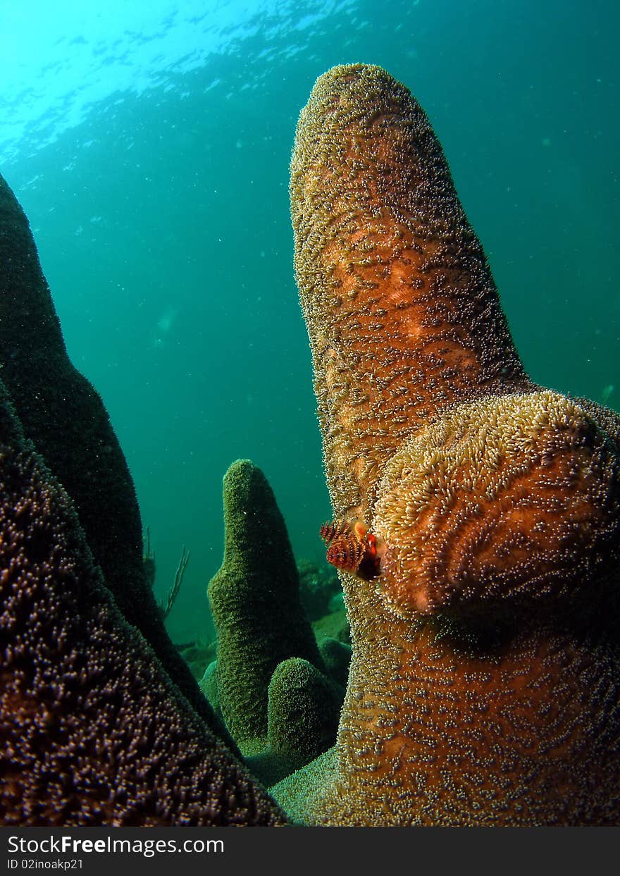 Beautiful pillar coral design in 18 feet of water off the coast of South Florida.