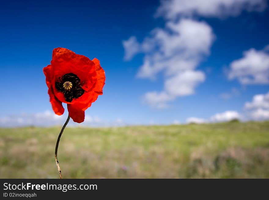 Red poppy