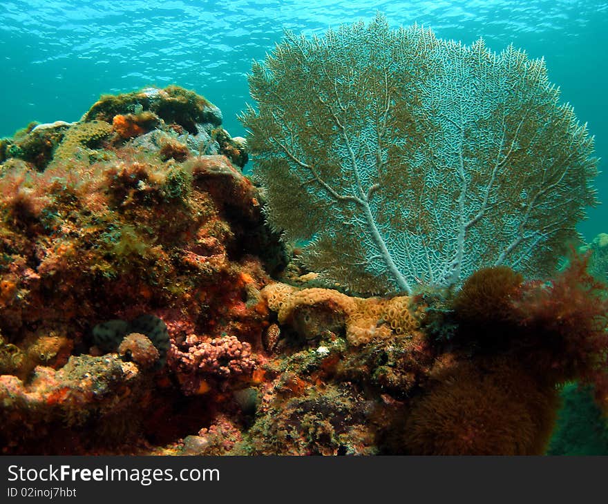 Coral Mound