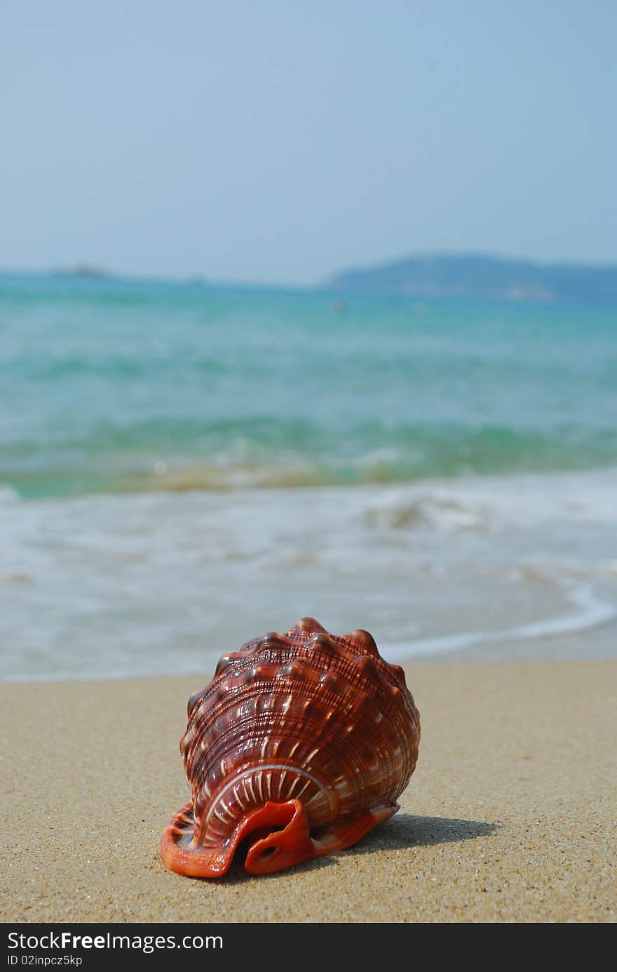 A conch shell on an exotic beach with the sea in the background