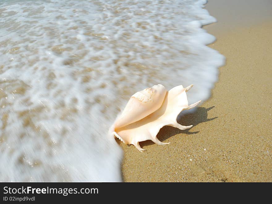 A conch shell on an exotic beach with the sea in the background