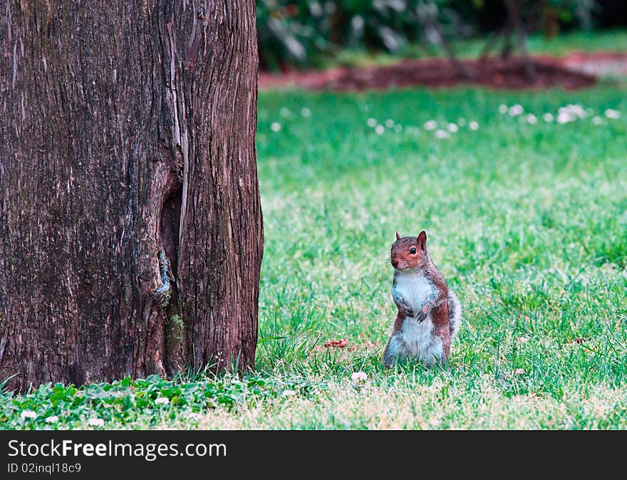 Red Squirrel