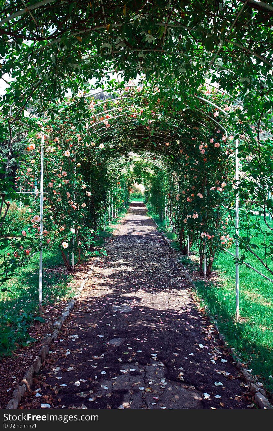 Flower Gallery And Carpet Of Petals