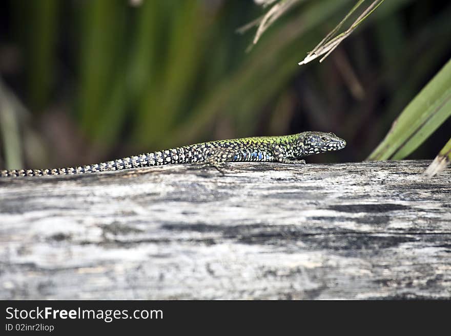 A colorful lizard basks in the sun. A colorful lizard basks in the sun