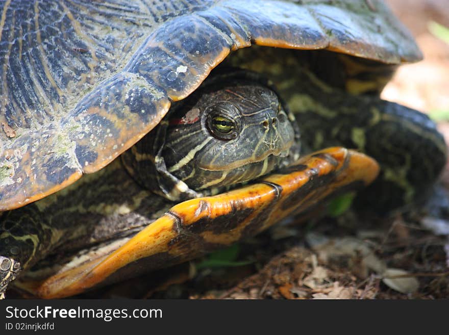 Texas Tortoise