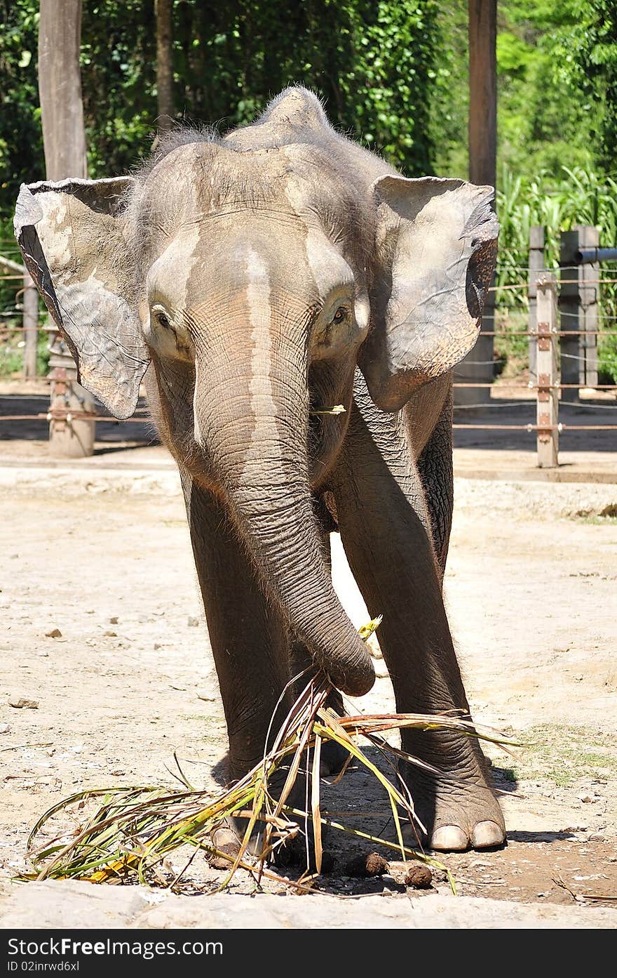 Elephant having it s meal