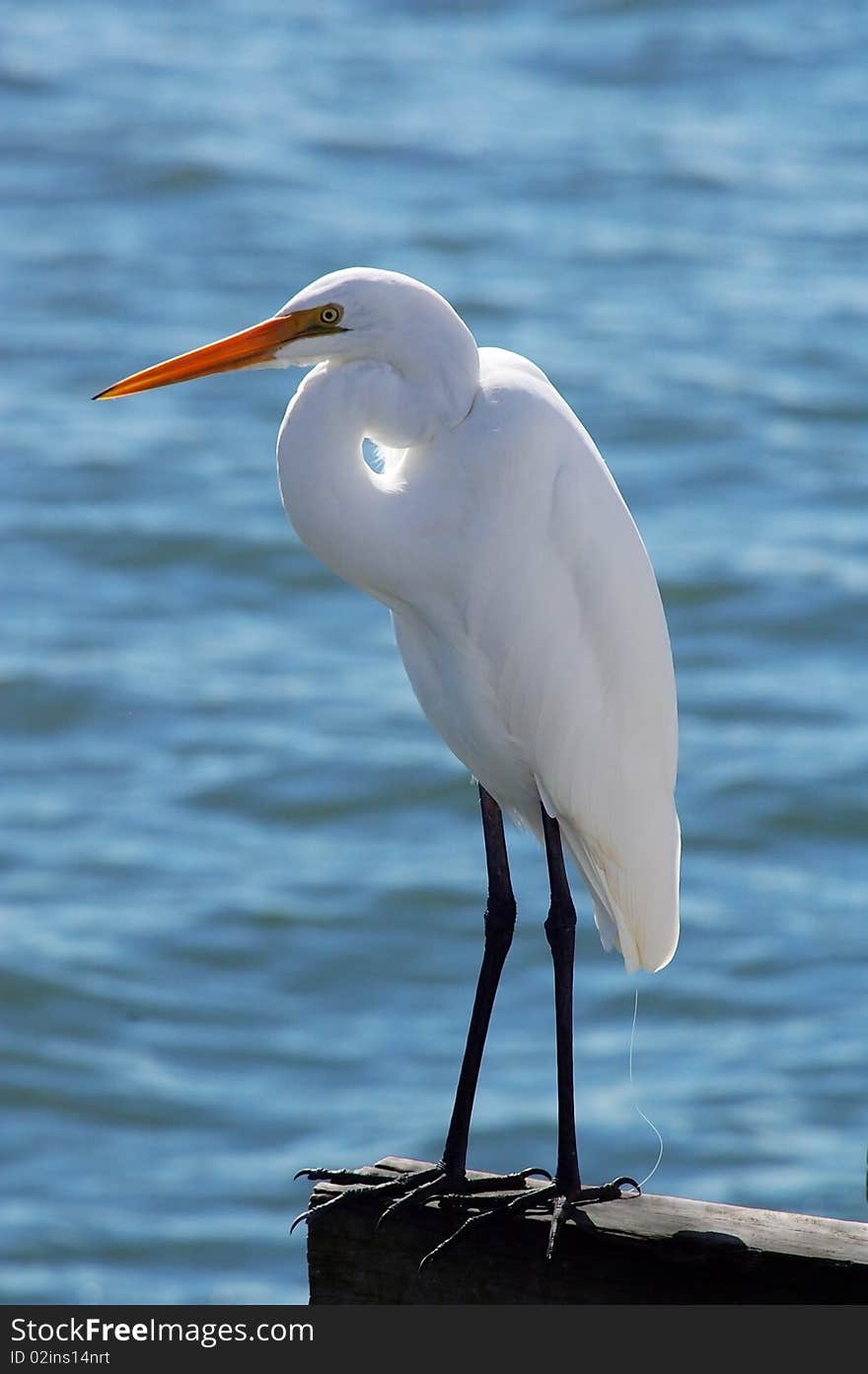 White heron fisjing on the ocean brisbane queensland